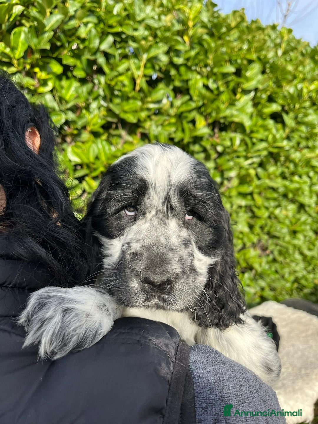 Cocker cani in vendita: Cocker spaniel inglese con pedigree - Annuncio 13