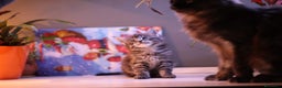 Maine Coon gatti in vendita: Cuccioli  - Annuncio 3