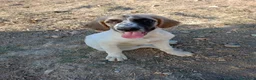 Meticcio cani in regalo: Aslan - Annuncio 8
