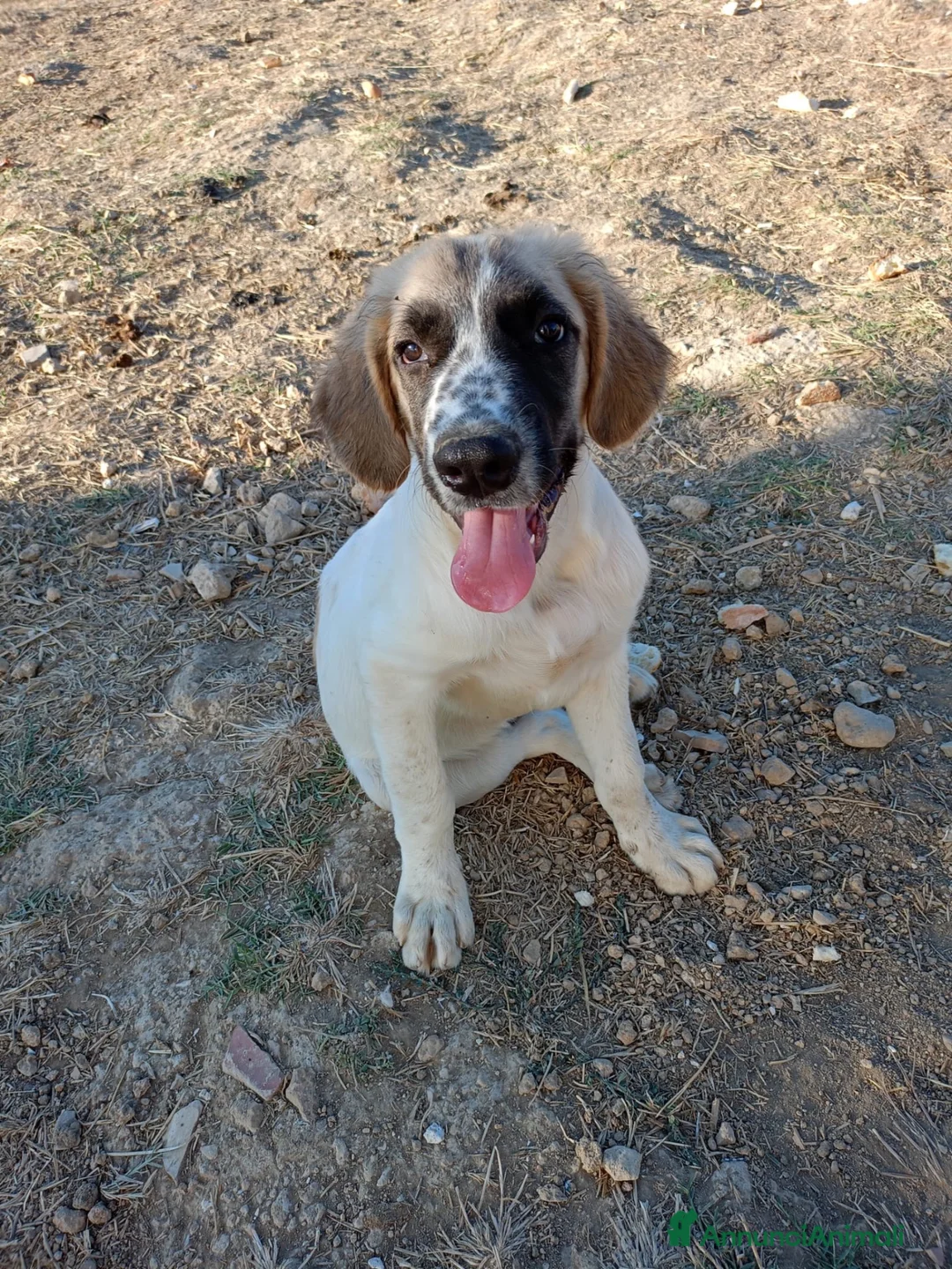 Meticcio cani in regalo: Aslan - Annuncio 8