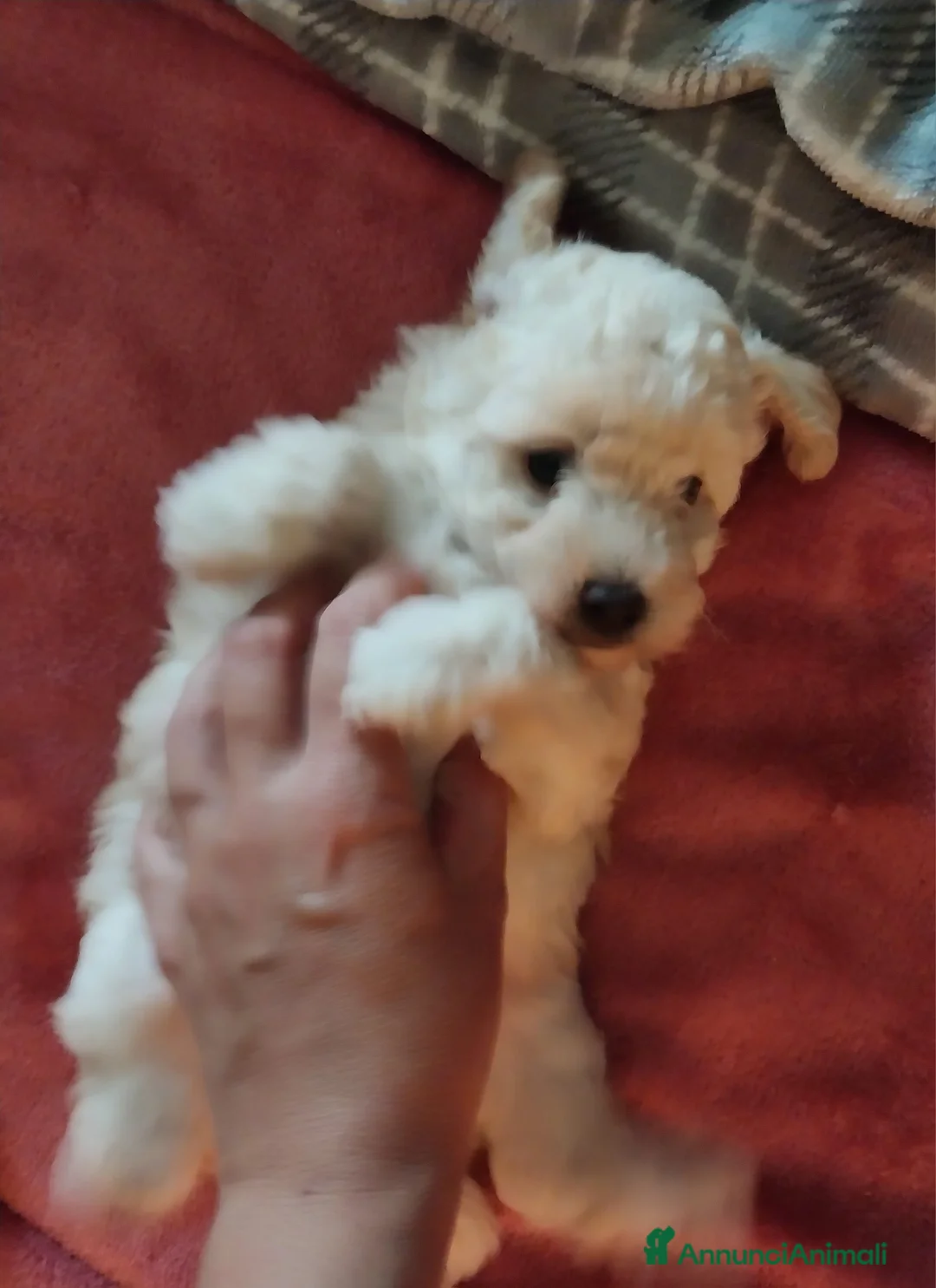 Barboncino Toy cani in vendita: Barboncino Toy Bianco  - Annuncio 7