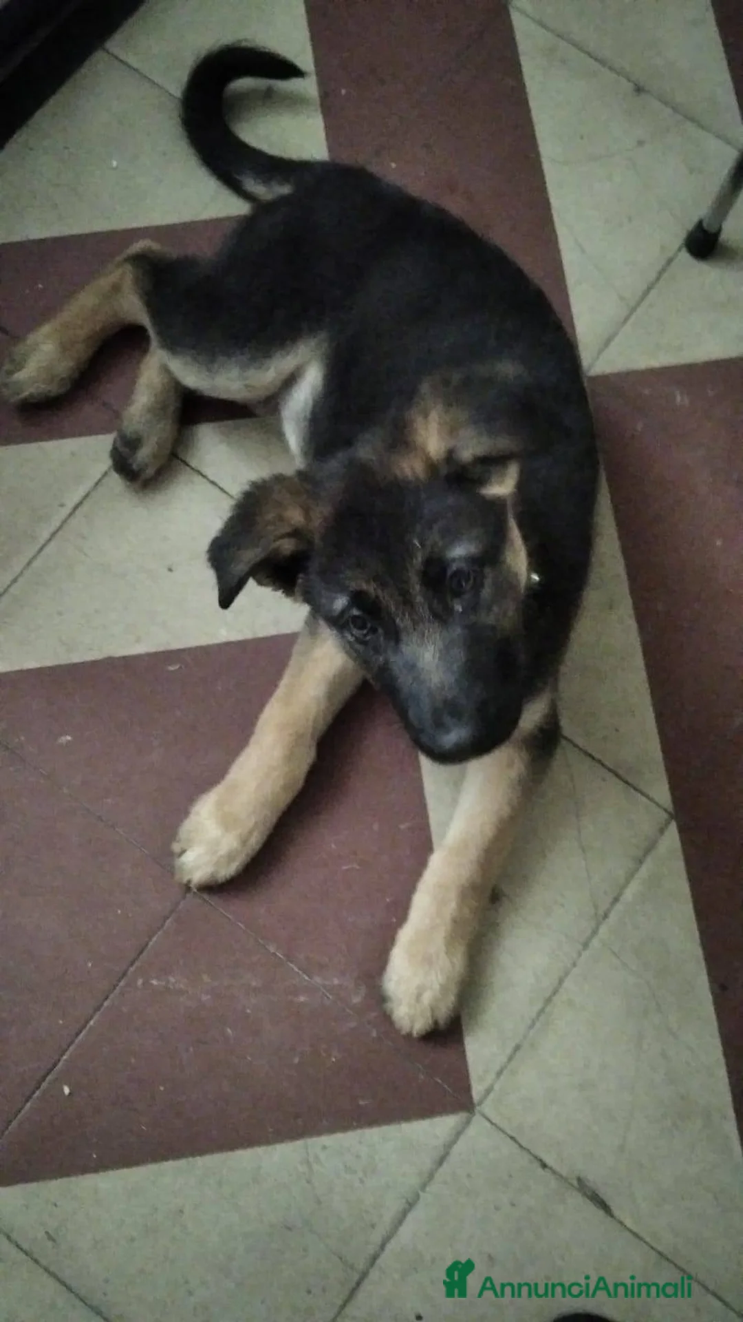 Meticcio cani in regalo: Gaia 3 mesi, bellissima - Annuncio 8