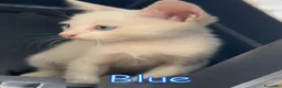 Europeo gatti in regalo: BLUE SPLENDIDO GATTINO - Annuncio 7