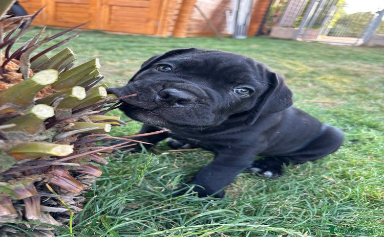 Cane Corso cani a Provincia di Verona - Annuncio 6