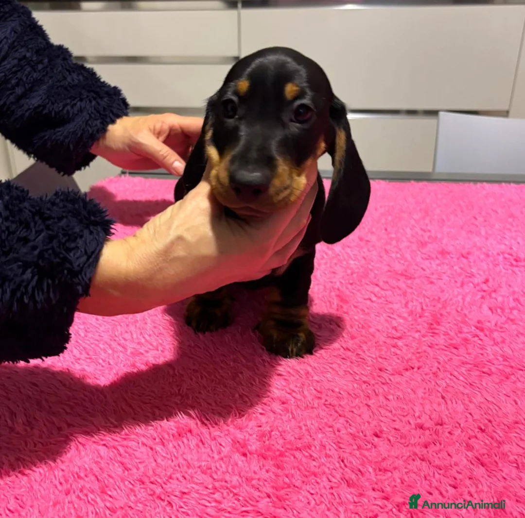 Bassotto cani in vendita: Bassotti Tedeschi nano-pelo corto-pedigree  - Annuncio 8