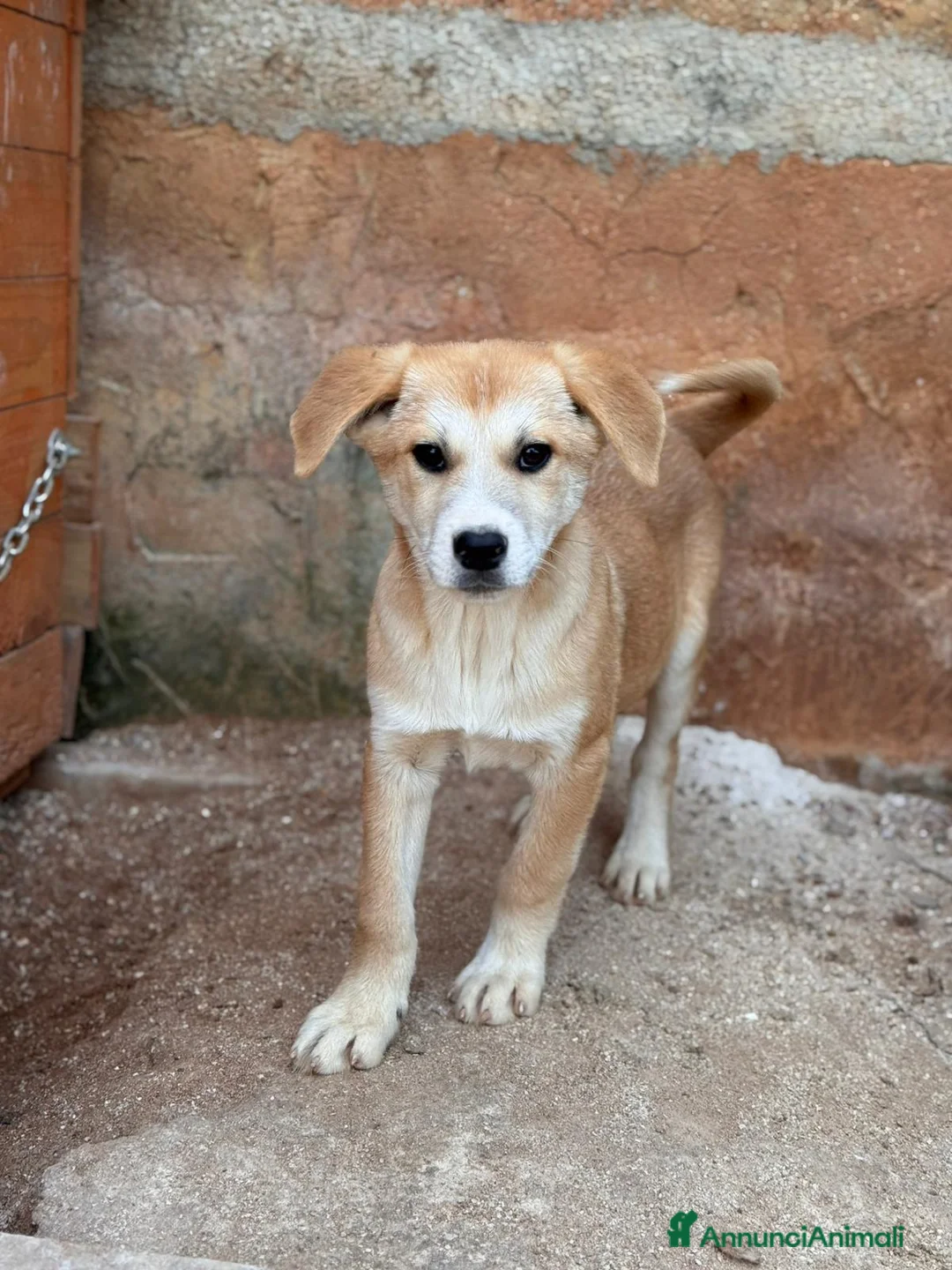 Meticcio cani in regalo: BERRY, BAMBI, BRUNO, BOWIE E BOLT - Annuncio 2