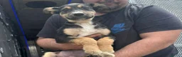 Meticcio cani in regalo: LUPA, cucciola simil-lupetta in adozione - Annuncio 7