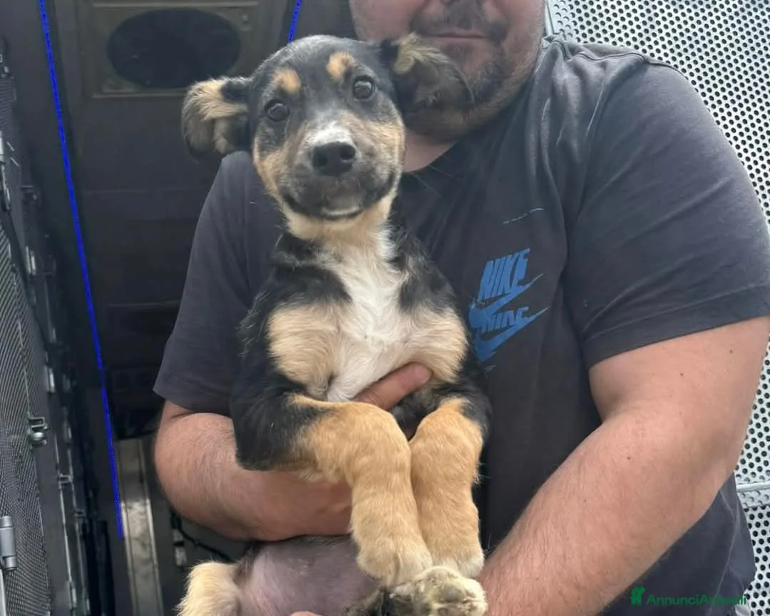 Meticcio cani in regalo: LUPA, cucciola simil-lupetta in adozione - Annuncio 7