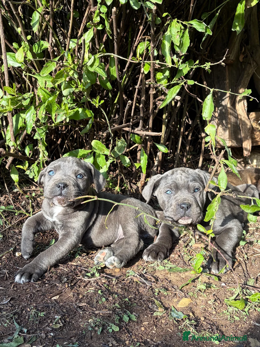 Cane Corso cani in vendita: Cuccioli di Cane Corso - Annuncio 9