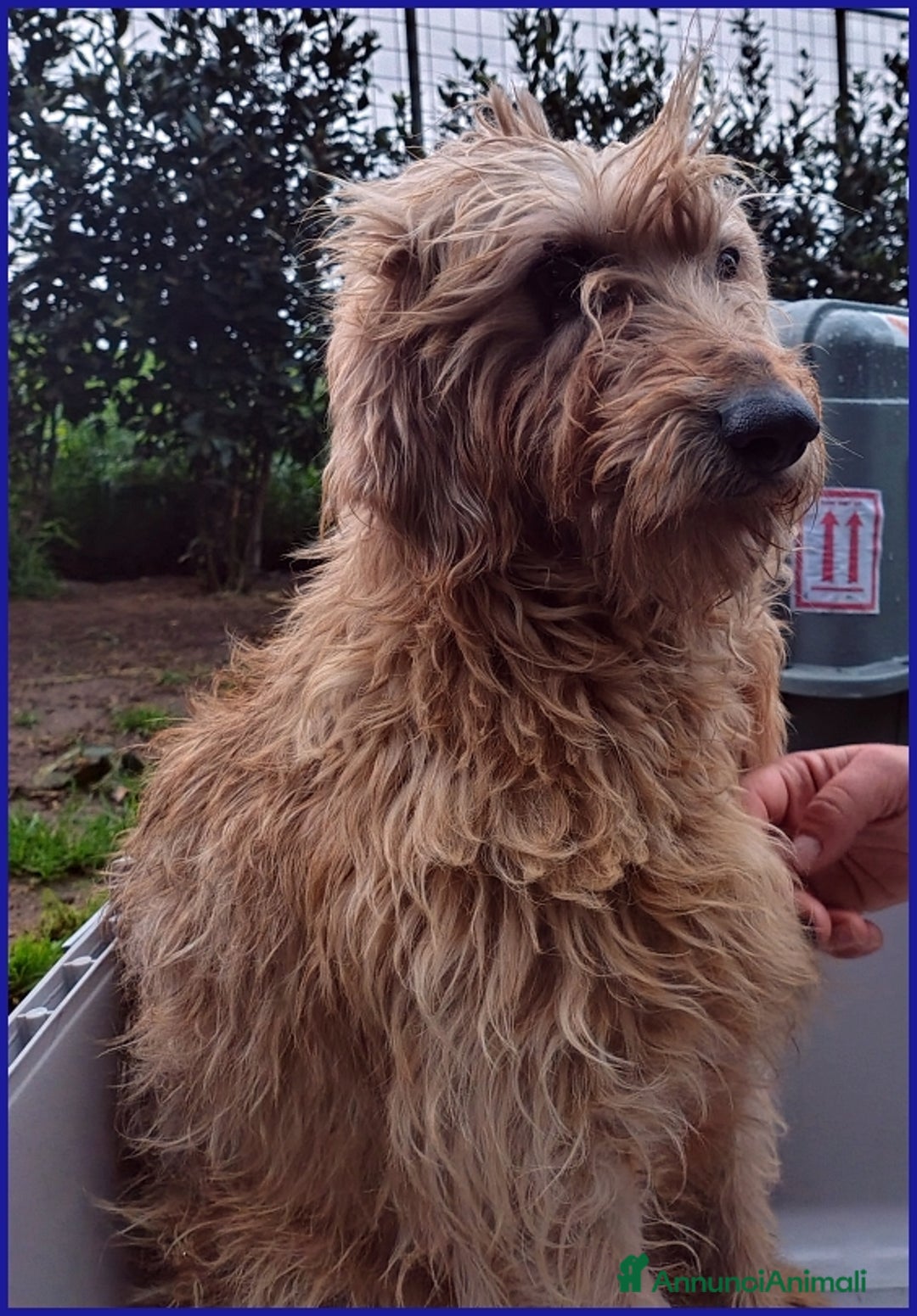 Spinone cani in regalo: GIOVANNI, SPINONCINO 4 ANNI, UN PASSATO DI MALTRAT a Città metropolitana di Milano - Annuncio 9