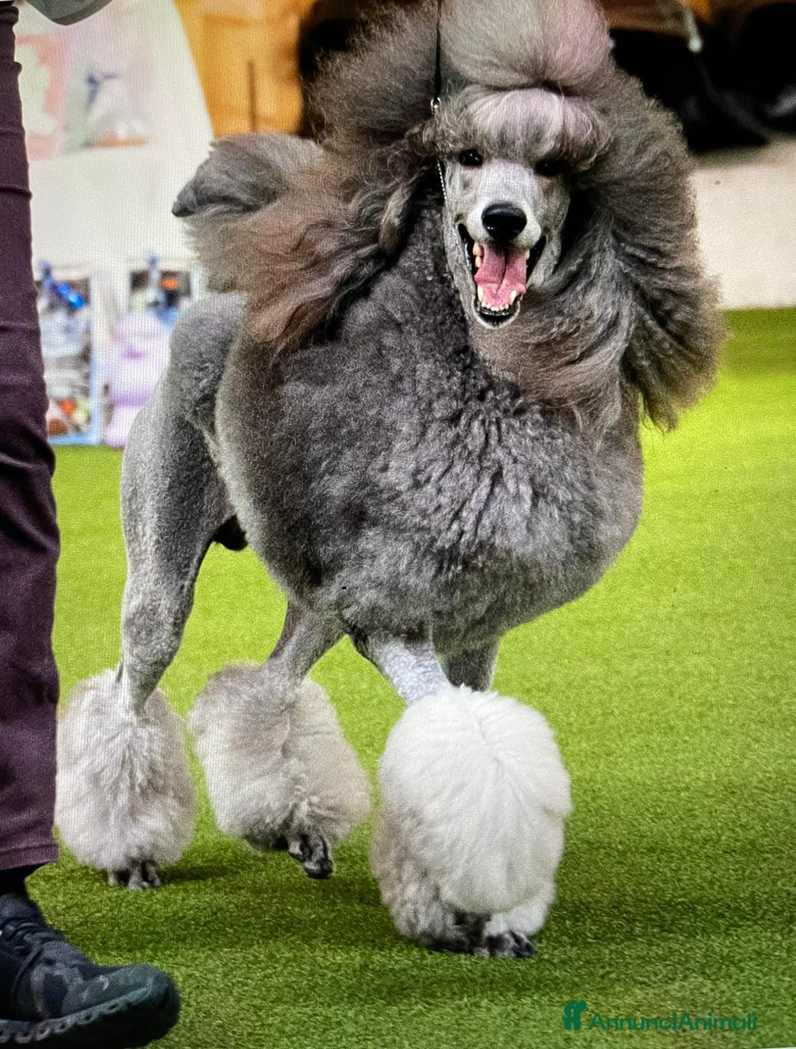 Barbone cani Barbone grande mole - Annuncio 1