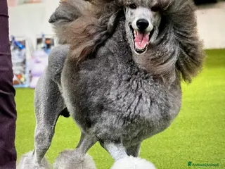 Barbone cani Barbone grande mole - Annuncio 1