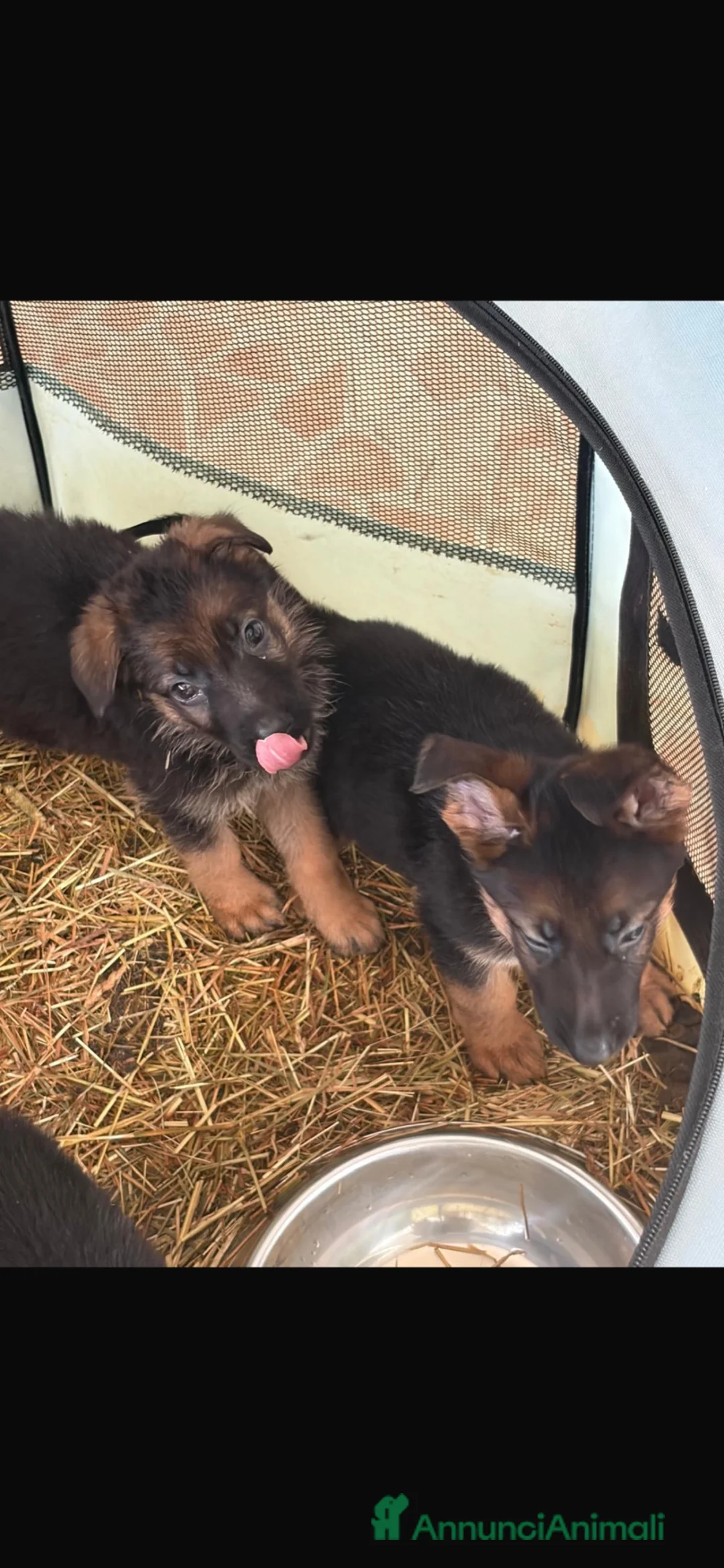 Pastore Tedesco cani in vendita: vendita PASTORI TEDESCHI  - Annuncio 4