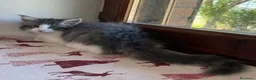Norvegese gatti in vendita:  Gattino cucciolo di gatto norvegese delle foreste a Provincia di Parma - Annuncio 2
