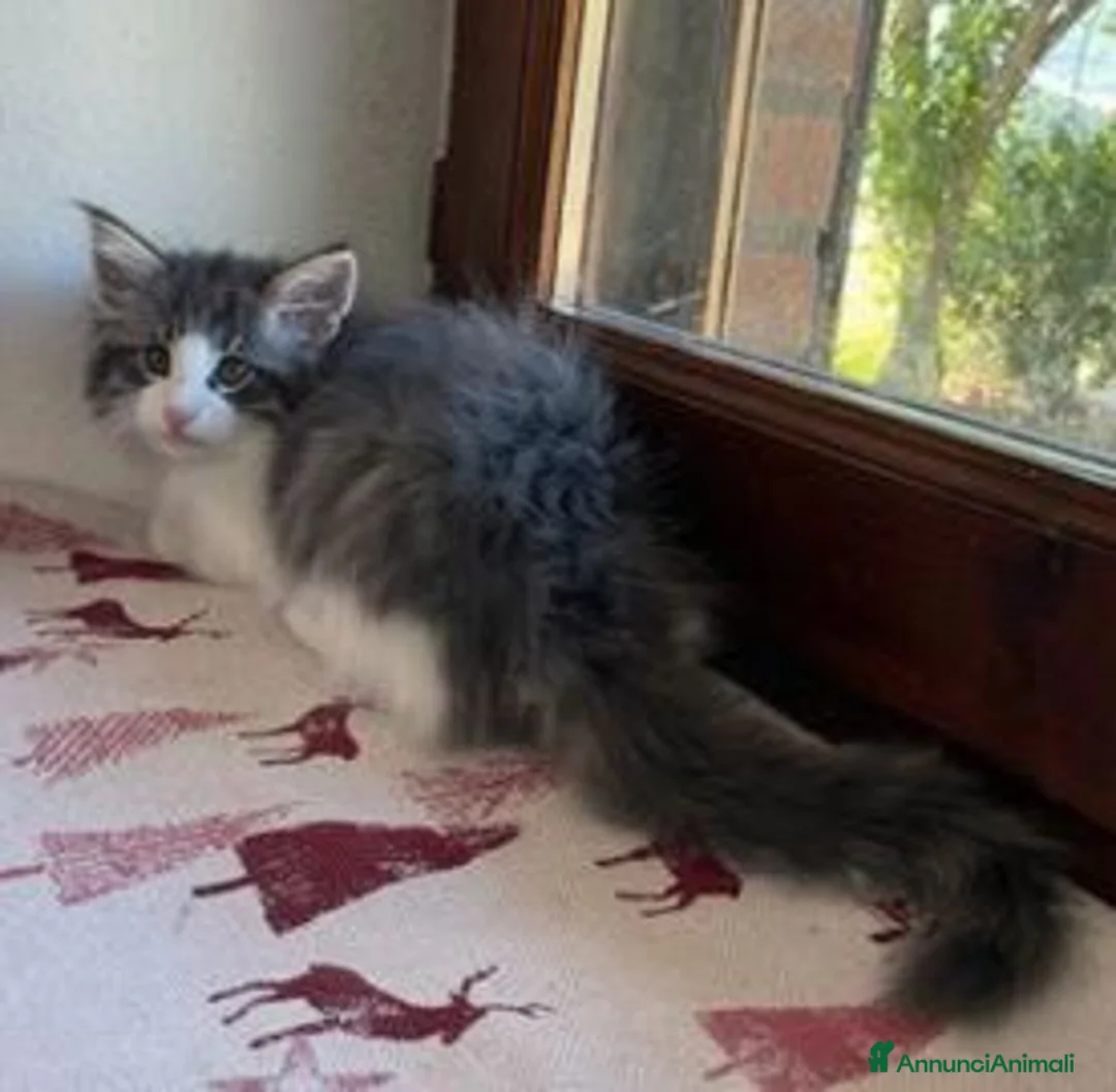 Norvegese gatti in vendita:  Gattino cucciolo di gatto norvegese delle foreste a Provincia di Parma - Annuncio 2