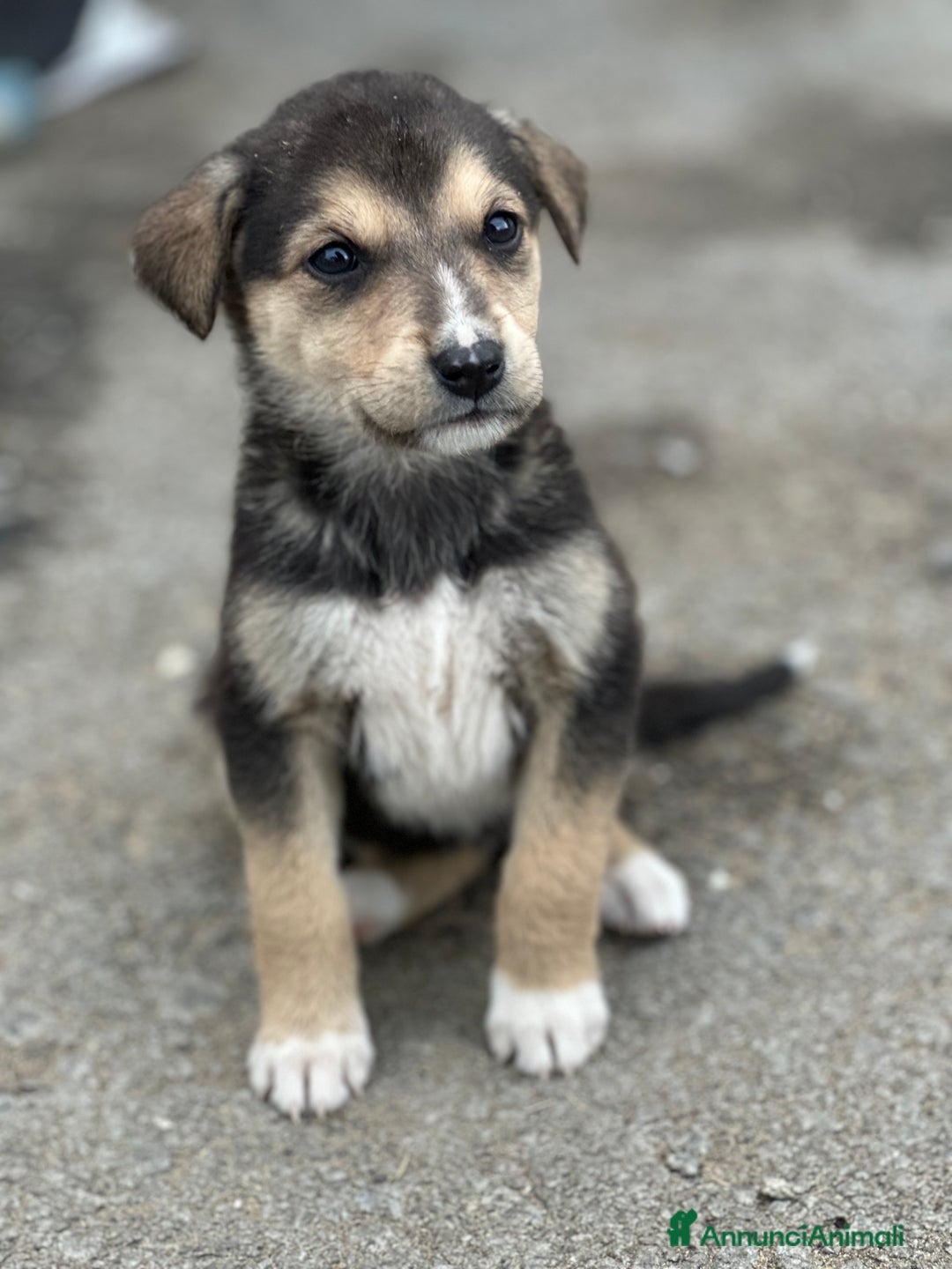 Altre razze cani in regalo: CUCCIOLI IN CERCA DI ADOZIONE - Annuncio 17