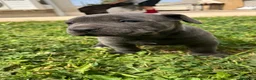 Cane Corso cani in vendita: Cucciola di cane corso!!  - Annuncio 7