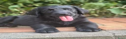Flat Coated cani in vendita: Cuccioli flat coated retriever  - Annuncio 12