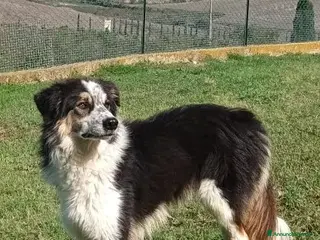 Meticcio cani EVA bella timida pastorina - Annuncio 24