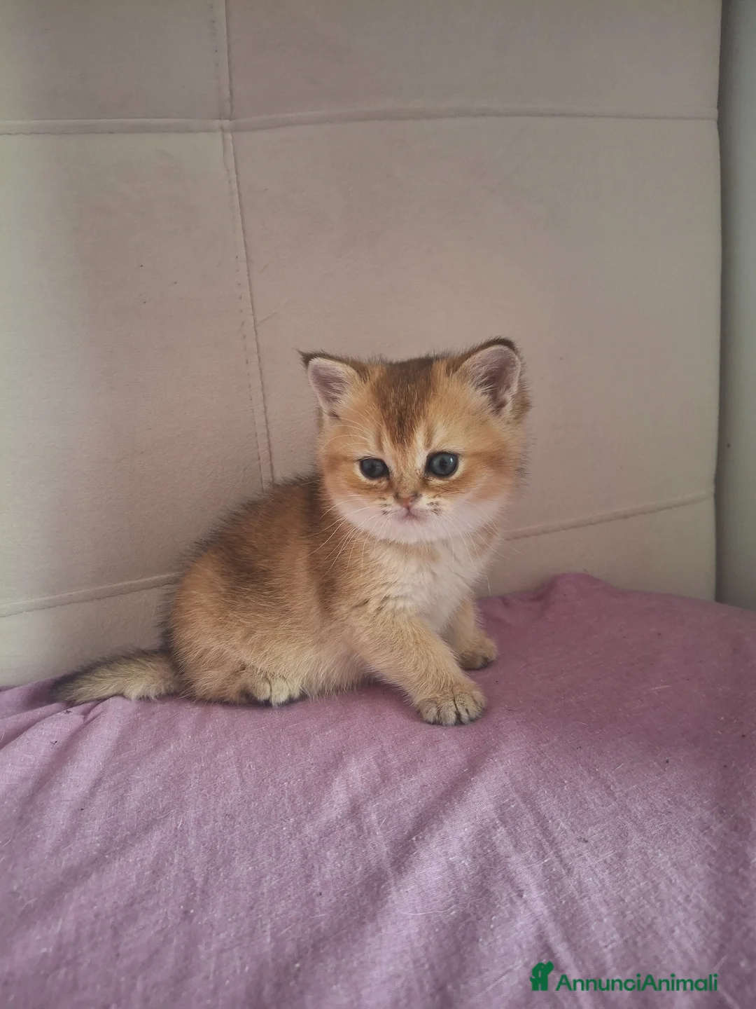 Scottish gatti in vendita: Gattini Scottish Straight  - Annuncio 20
