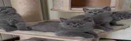 Scottish gatti in vendita: Scottish straight e fold - Annuncio 8