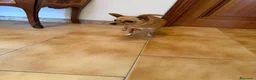 Chihuahua cani in regalo: Maya, Chihuahua in Canile a Rovigo - Annuncio 7
