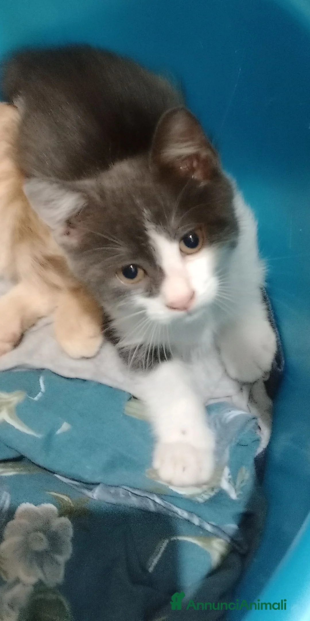 Europeo gatti in regalo: Gattina dolce a Città metropolitana di Roma Capitale - Annuncio 3
