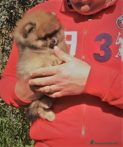 Volpino Pomerania cani Meraviglioso Pomerania Arancio Sable - Annuncio 25