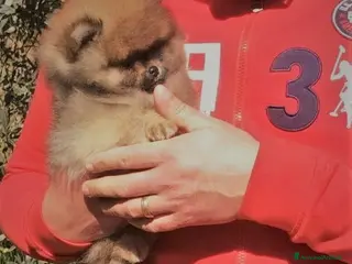 Volpino Pomerania cani Meraviglioso Pomerania Arancio Sable - Annuncio 25