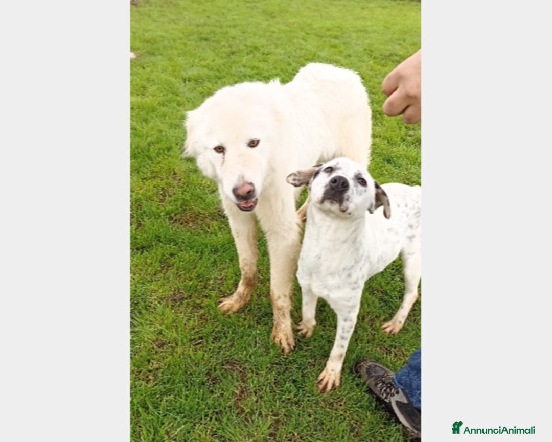 Meticcio cani in regalo: LOKI, derivato pastore abruzzese cane Maschio a Latina - Annuncio 2
