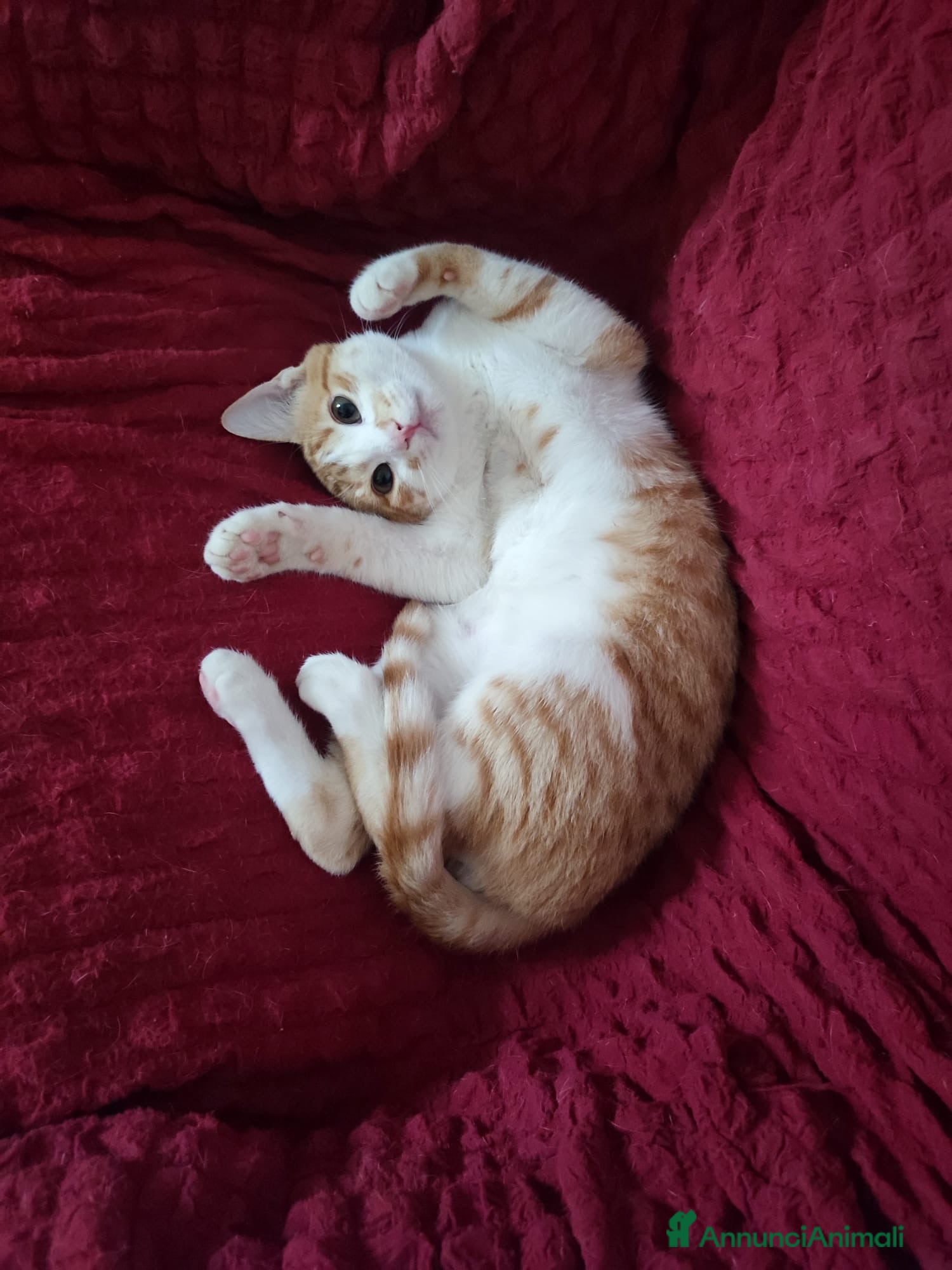 Europeo gatti Moreno dolcissimo micino rosso e bianco - Annuncio 2