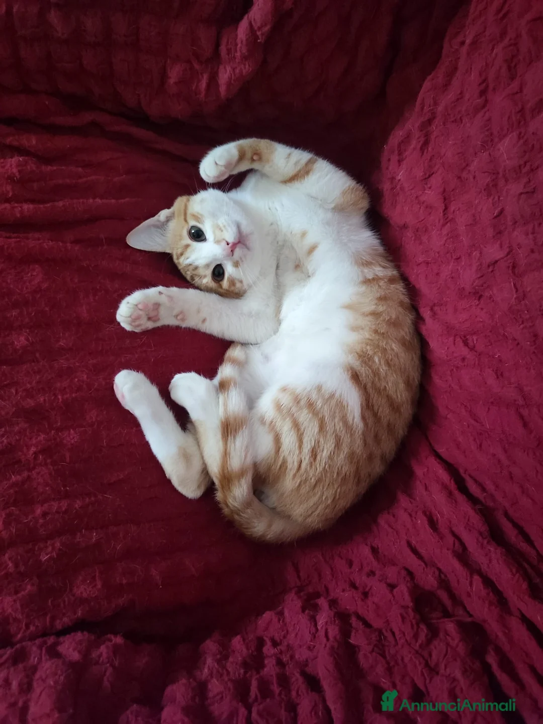 Europeo gatti in regalo: Moreno dolcissimo micino rosso e bianco a Città metropolitana di Milano - Annuncio 1