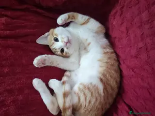 Europeo gatti Moreno dolcissimo micino rosso e bianco - Annuncio 2