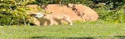Australian Shepherd cani in vendita: Cucciolo pastore australiano con occhi blu - Annuncio 8