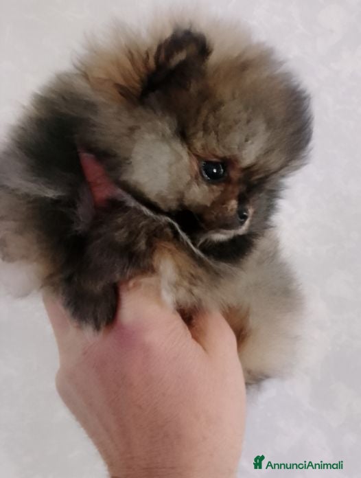 Volpino Pomerania cani Volpino Pomerania  - Annuncio 4