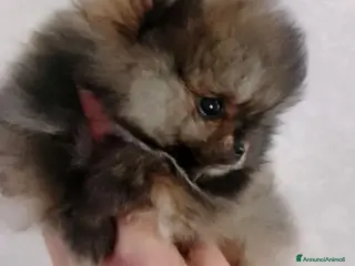 Volpino Pomerania cani Volpino Pomerania - Annuncio 4