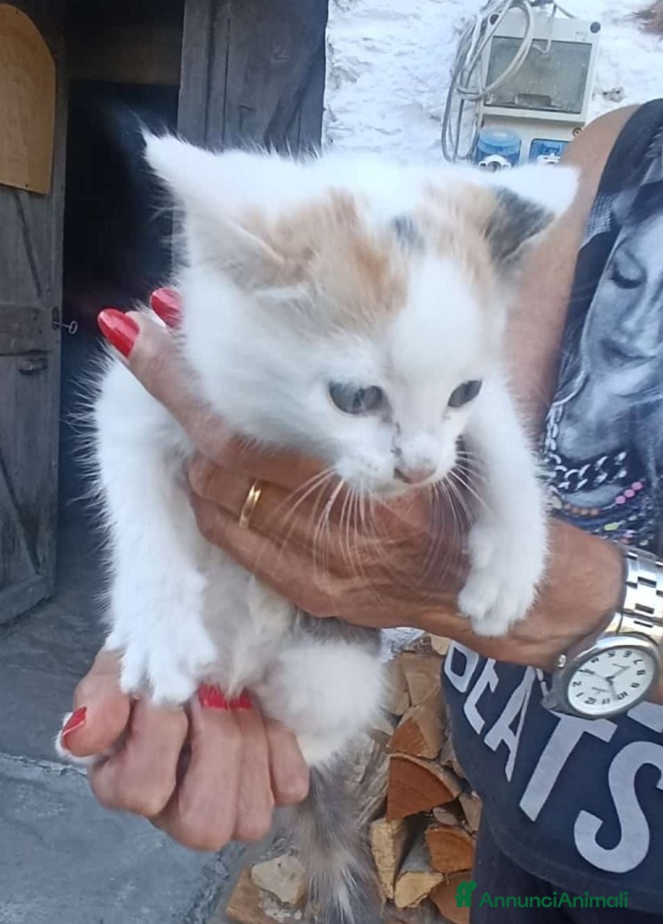 Europeo gatti GATTINA DOLCISSIMA  - Annuncio 26