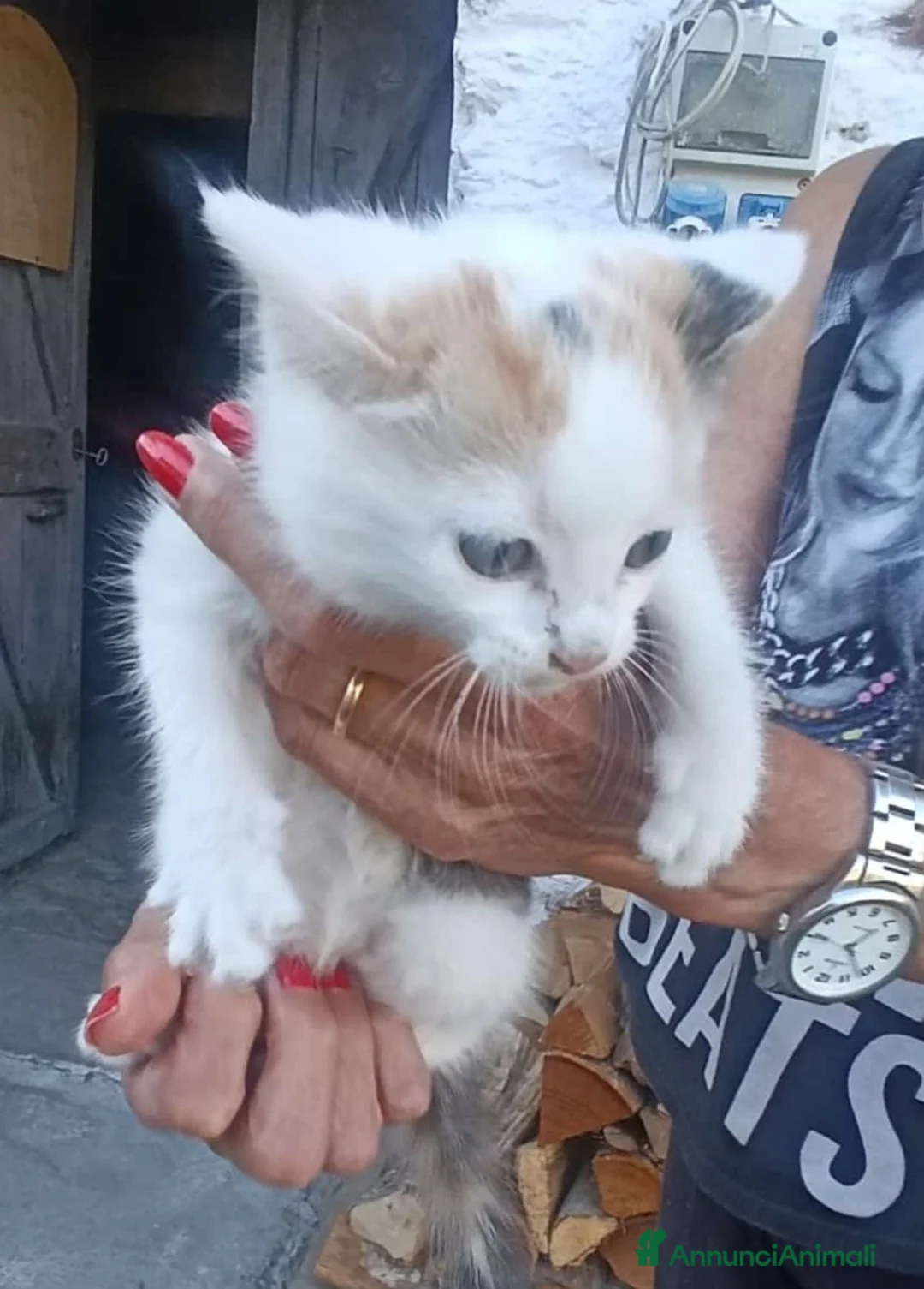 Europeo gatti in regalo: GATTINA DOLCISSIMA  - Annuncio 1