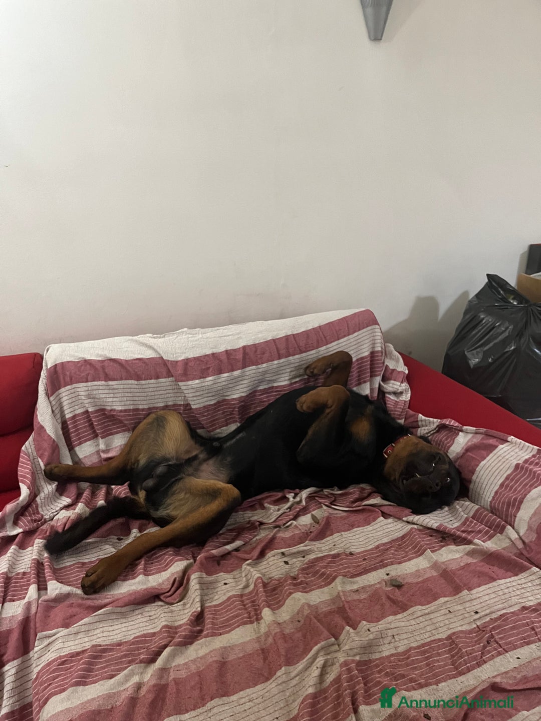 Rottweiler cani in regalo: Rottwailer  - Annuncio 7