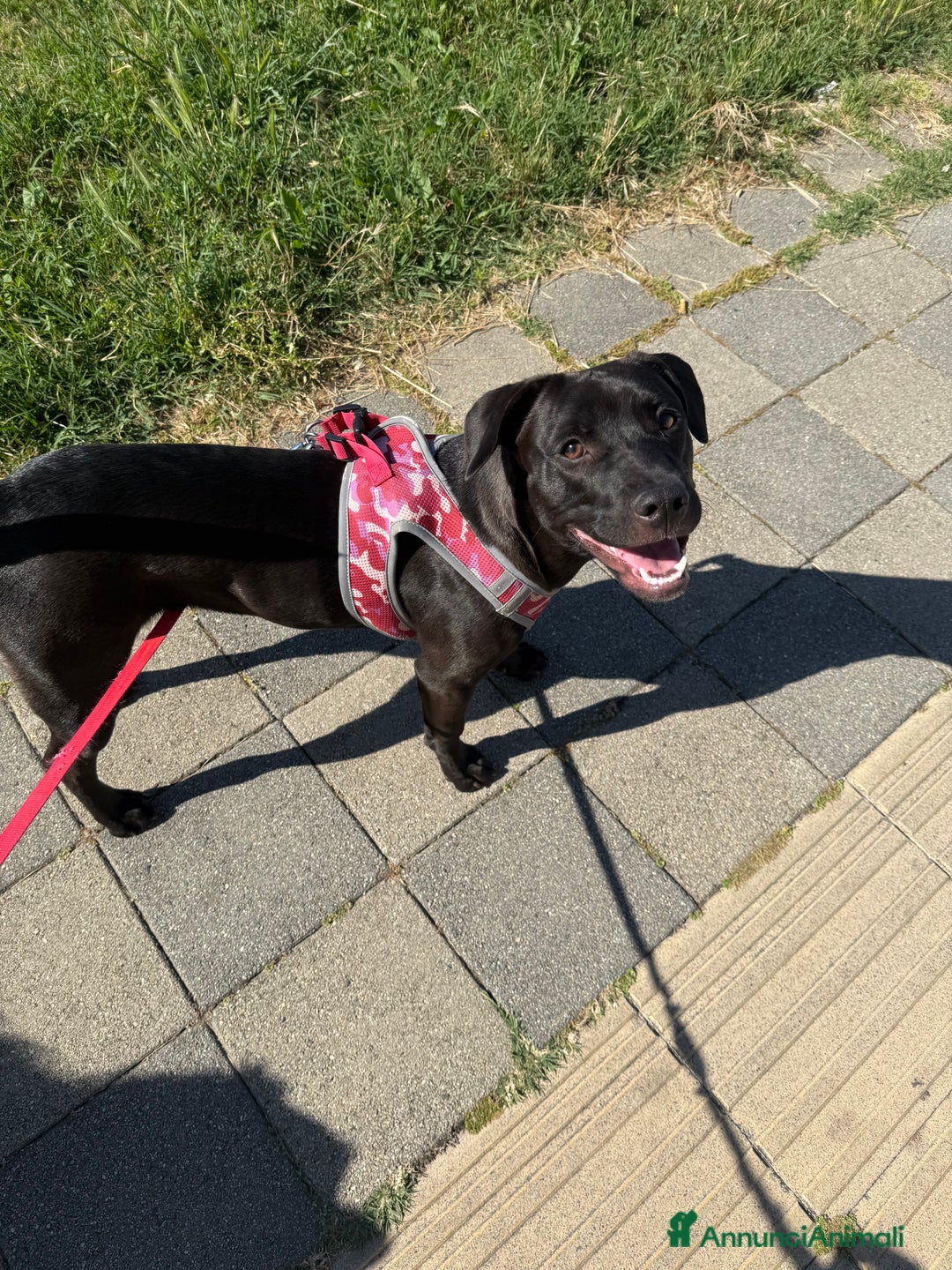 Meticcio cani in regalo: Tara, cucciola a Roma  - Annuncio 2