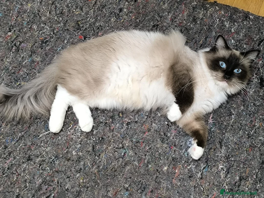 Ragdoll gatti in vendita: Cucciola Ragdoll Disponibile Subito  - Annuncio 4