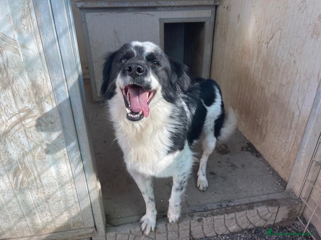 Meticcio cani Sam: dolce pastorino vivace e socievole  - Annuncio 2