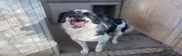 Meticcio cani in regalo: Sam: dolce pastorino vivace e socievole  - Annuncio 1