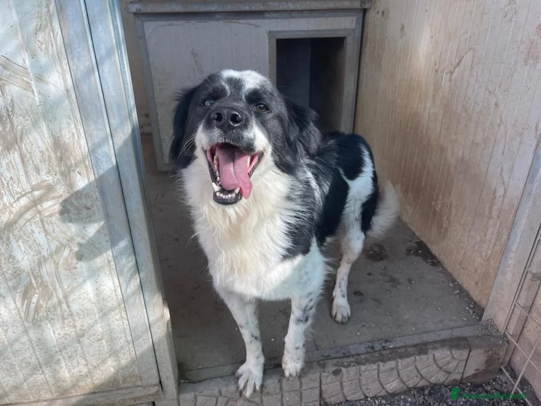 Meticcio cani in regalo: Sam: dolce pastorino vivace e socievole  - Annuncio 1