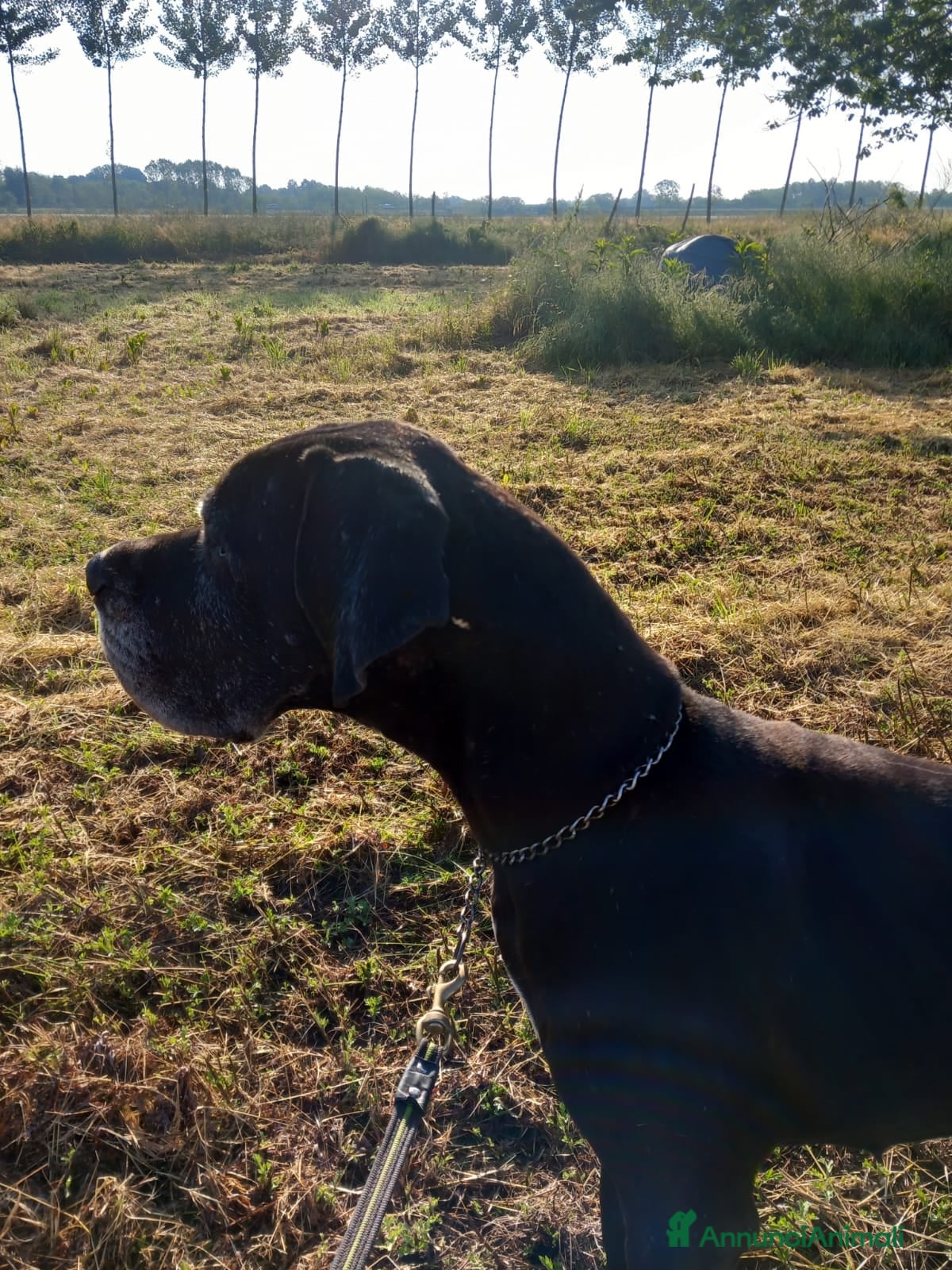 Alano cani Cuccioli di Alano Nero  - Annuncio 1