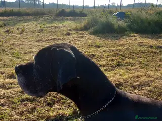 Alano cani Cuccioli di Alano Nero - Annuncio 1