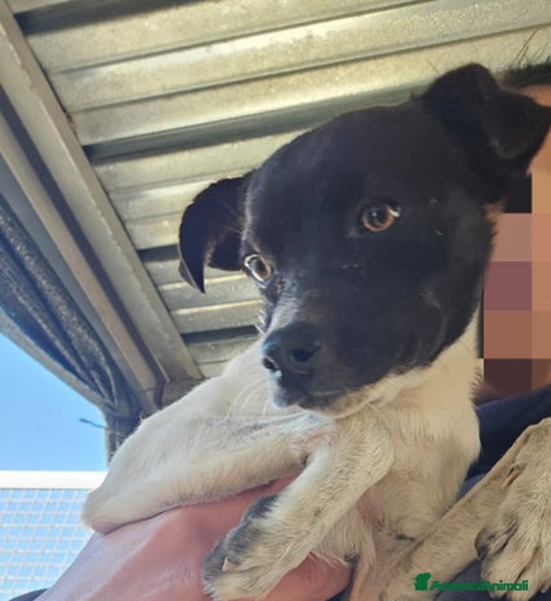 Meticcio cani in regalo: Cipollina: 2 mesi taglia piccola  - Annuncio 4