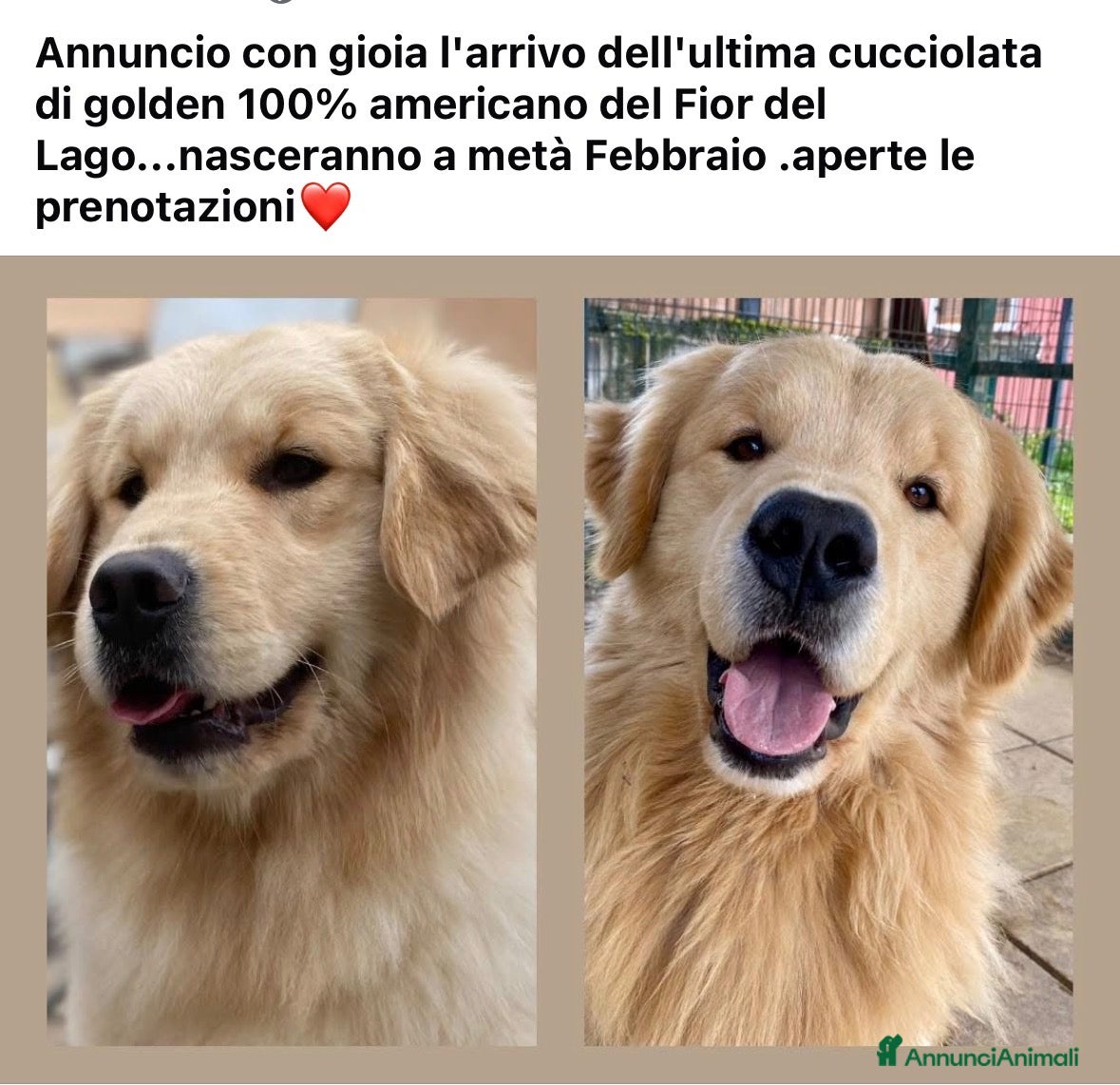 Golden Retriever cani cuccioli golden americano 100% - Annuncio 7