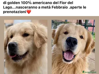 Golden Retriever cani cuccioli golden americano 100% - Annuncio 10