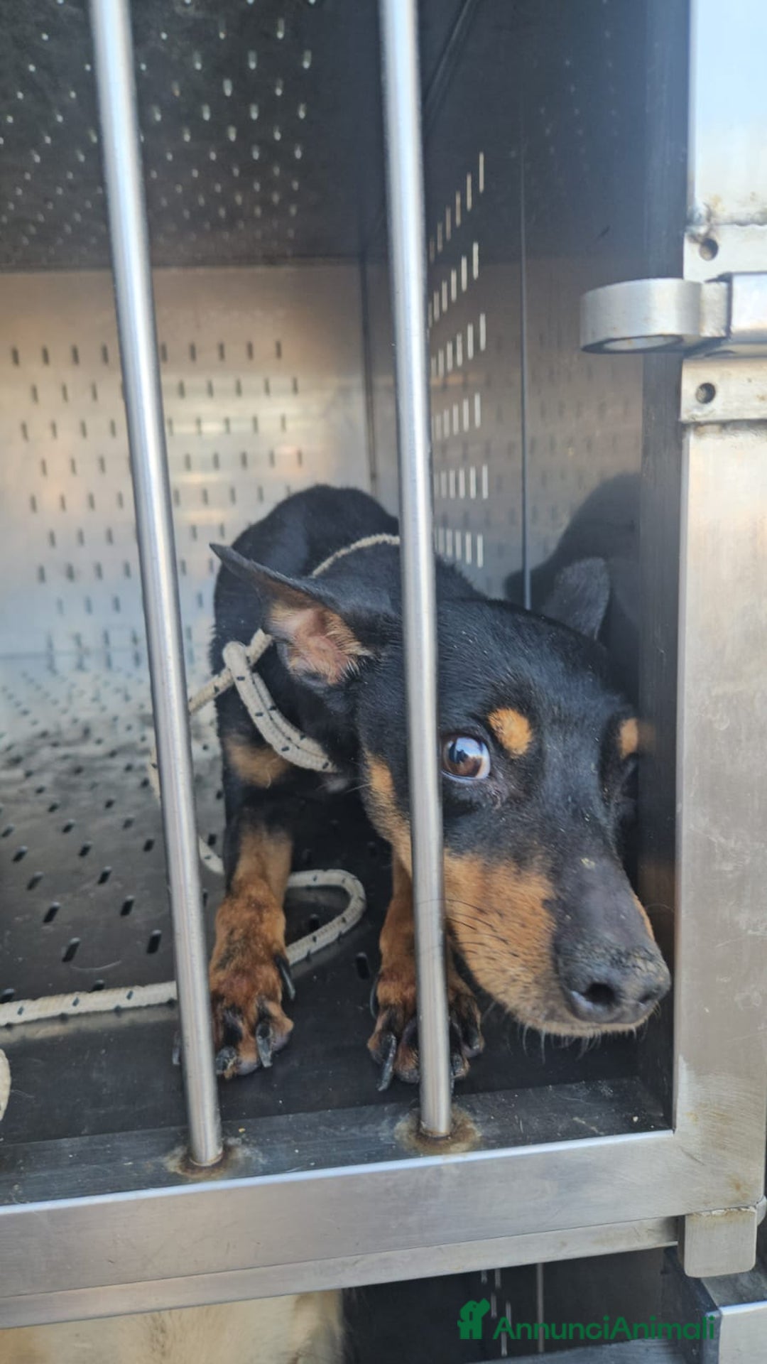 Meticcio cani in regalo: Zenit: simil pinscherino dolce e timido  - Annuncio 4